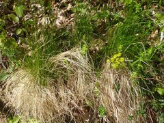 Festuca heterophylla