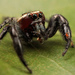 Kenyan Thyene Jumping Spider - Photo (c) Wynand Uys, some rights reserved (CC BY), uploaded by Wynand Uys