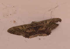 Ruttellerona pseudocessaria