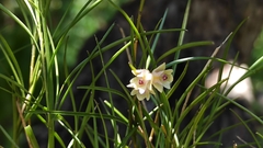 Ponera juncifolia