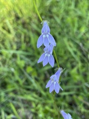 Lobelia reverchonii