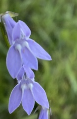 Lobelia reverchonii