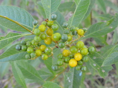 Solanum argentinum
