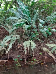 Cyclanthus bipartitus