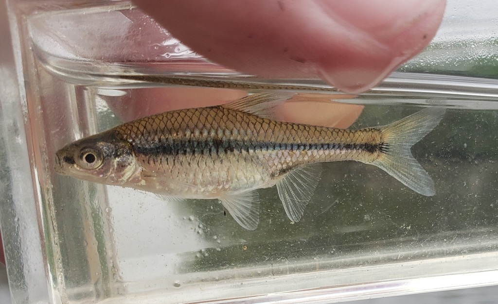 Pugnose Minnow – Discover Fishes