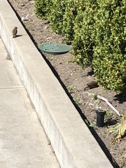 Passer domesticus