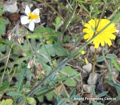 Helianthemum asperum