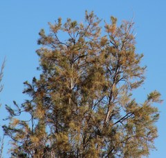 Tamarix usneoides