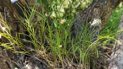 Ponera juncifolia