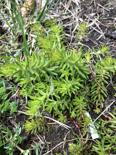 Sedum glaucum Lamarck 2
