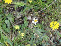 Helianthemum asperum