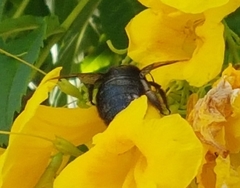 Apidae