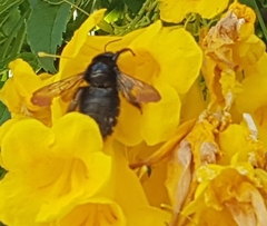 Apidae