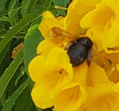 Apidae