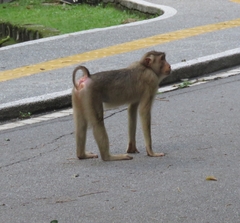 Macaca nemestrina