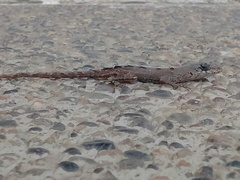 Anolis nebulosus