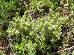 Teucrium gnaphalodes