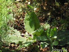 Salvia aethiopis