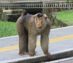 Southern Pig-Tailed Macaque photo 4