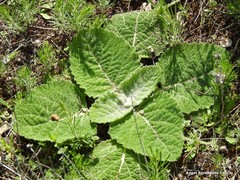 Salvia aethiopis