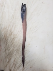 Chain Cusk-Eel photo 3