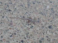 Anolis nebulosus
