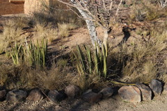Sansevieria pearsonii