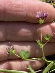 Trifolium polyodon