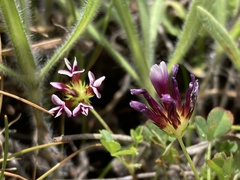 Trifolium polyodon