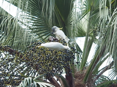 Cacatua sulphurea