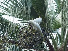 Cacatua sulphurea