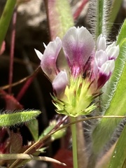 Trifolium polyodon