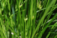 Carex jamesii