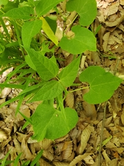 Phaseolus polystachios