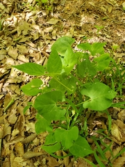 Phaseolus polystachios