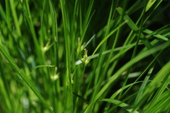 Carex jamesii