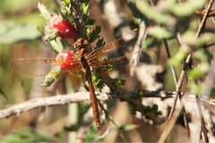 Neurocordulia xanthosoma