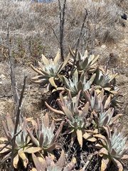 Dudleya virens