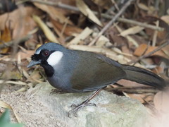 Pterorhinus chinensis