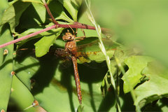 Neurocordulia xanthosoma