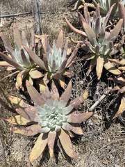 Dudleya virens