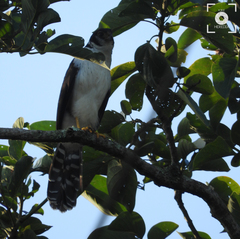 Micrastur semitorquatus