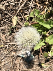 Taraxacum