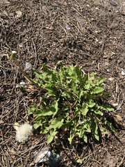 Taraxacum