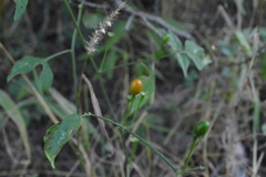 Capsicum chacoense