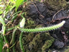 Selenicereus spinulosus