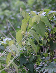Vitis retordii