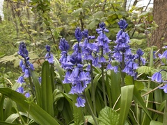 Hyacinthoides × massartiana