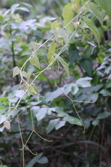 Vitis retordii