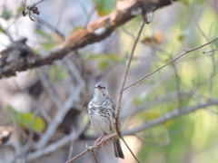 Ramsayornis fasciatus